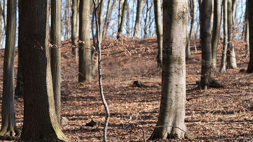 What Does Czubatka in Rusocice Hide?