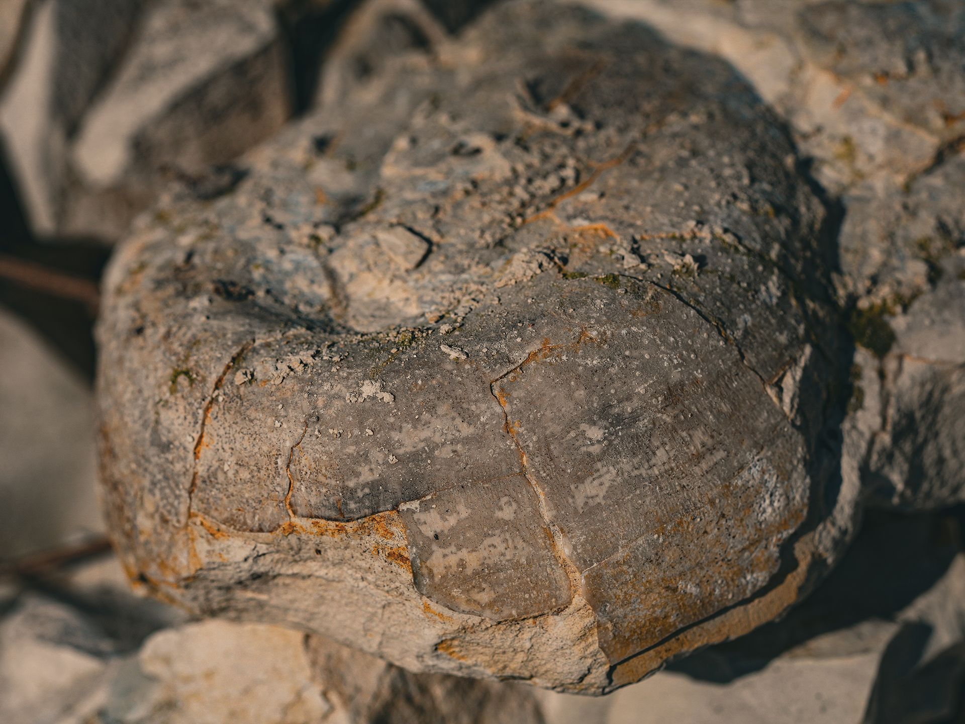 Sea urchin Echinus mydlanensis, Mydlniki roadside species 😉
