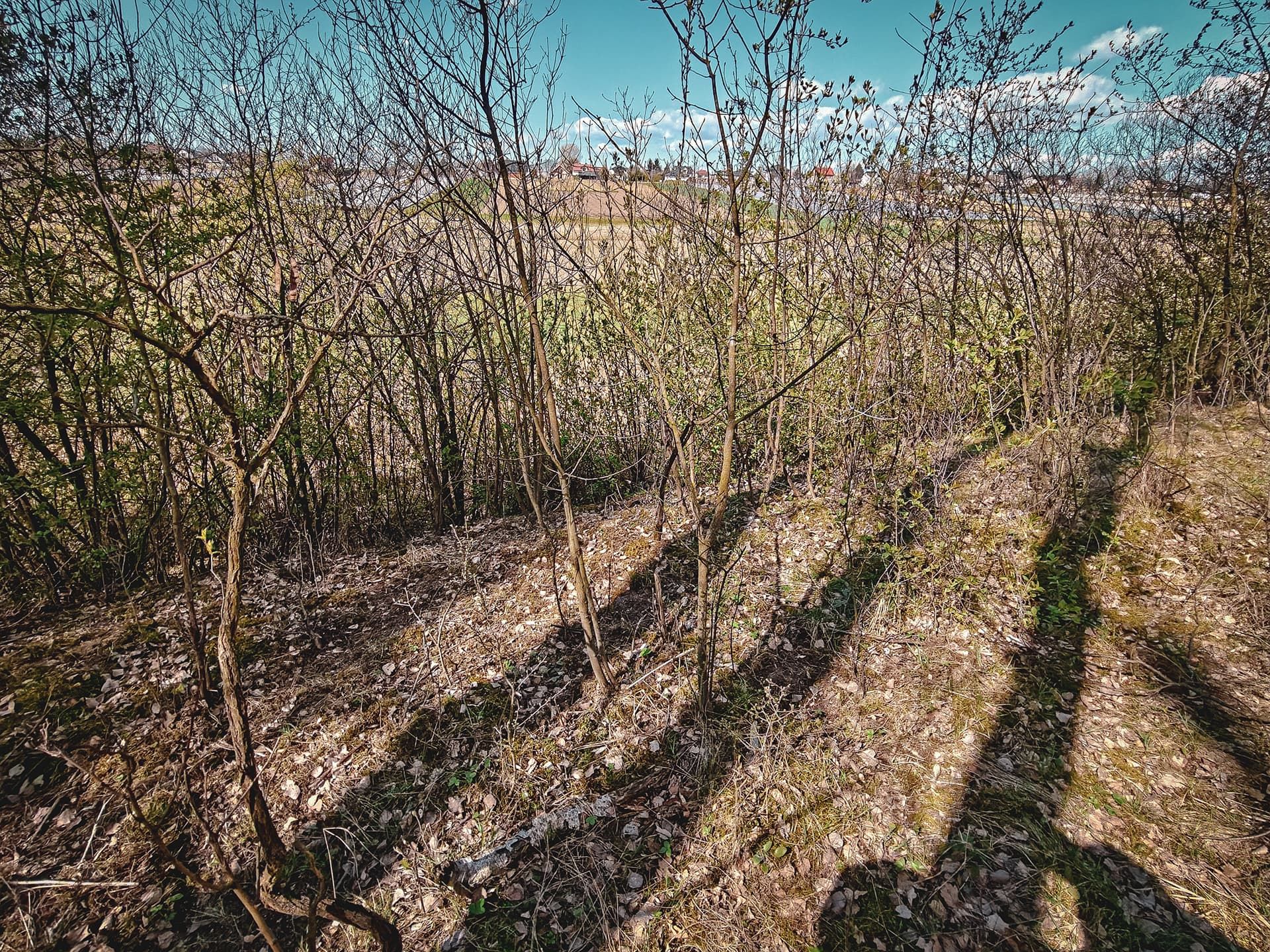 View from the lower embankment encircling the hill at Wróżenice